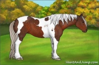 Horse Color:Silver Brown Tobiano 
