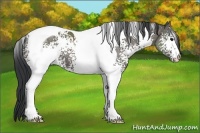 Horse Color:White Spotted Grullo Tobiano