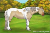Horse Color:Silver Brown Dun Sabino Tobiano 