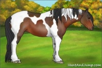 Horse Color:Brown Tobiano