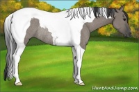 Horse Color:Grullo Tobiano Rabicano