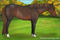 Horse Color:Liver Chestnut Rabicano