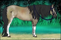 Horse Color:White Spotted Brown Dun