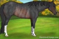 Horse Color:Brown Rabicano 