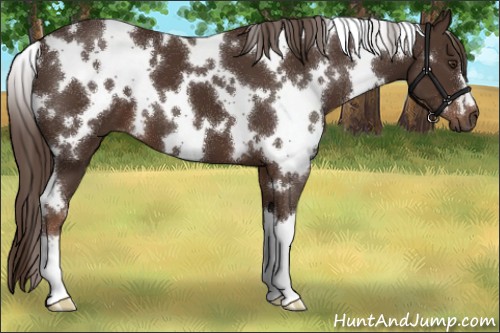 Horse Color:White Spotted Liver Chestnut 