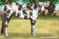 Horse Color:White Spotted Liver Chestnut 