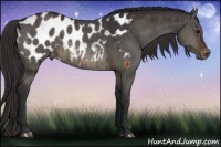 Horse Color:Brown Dun Appaloosa 