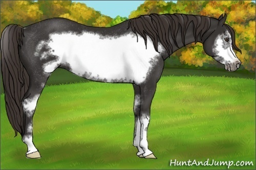 Horse Color:Liver Chestnut Sabino Frame Rabicano 