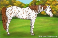 Horse Color:Chestnut Appaloosa 