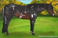 Horse Color:White Spotted Brown Rabicano