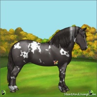 Horse Color:White Spotted Smoky Black