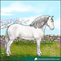 Horse Color:White Spotted Cremello Appaloosa 
