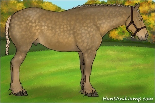 Horse Color:Chocolate Palomino 