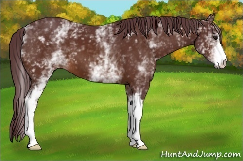 Horse Color:White Spotted Chocolate Brown 
