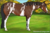 Horse Color:White Spotted Brown