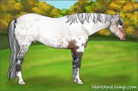 Horse Color:White Spotted Brown Ice