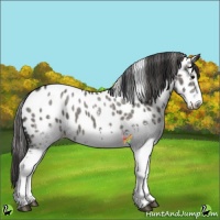 Horse Color:White Spotted Grullo Appaloosa 