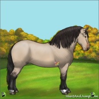 Horse Color:Brown Dun 
