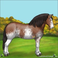 Horse Color:White Spotted Bay 