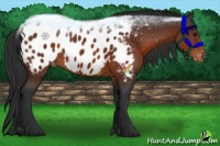 Horse Color:Brown Near Leopard