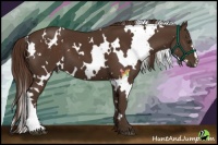 Horse Color:White Spotted Liver Chestnut 