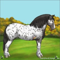 Horse Color:White Spotted Grullo Blanket 