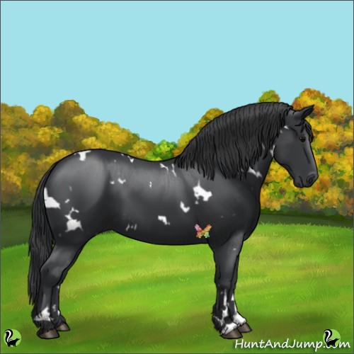 Horse Color:White Spotted Black