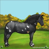 Horse Color:White Spotted Black 