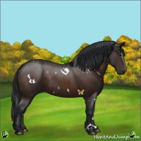 Horse Color:White Spotted Brown 