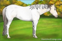 Horse Color:Plaid  Amber Champagne Dun Tobiano 