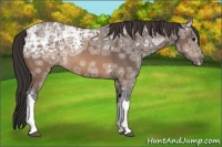 Horse Color:Buckskin Ice Rabicano 
