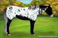Horse Color:White Spotted Brown Ice Splash Rabicano 