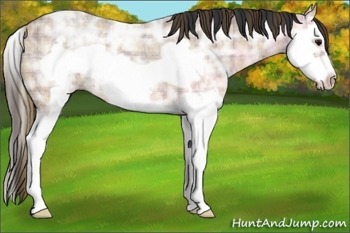Horse Color:Plaid Bay Ice Roan Splash Frame
