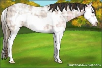 Horse Color:Plaid Bay Ice Roan Splash Frame