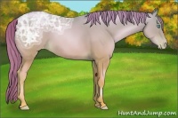 Horse Color:Buckskin Ice Pearl Appaloosa 