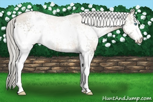 Horse Color:White Spotted Chocolate Palomino Pearl