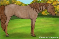 Horse Color:Red Roan 