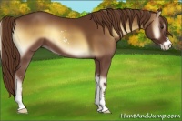 Horse Color:Red Onyx Sabino