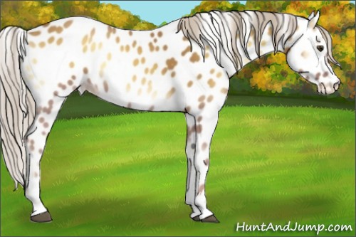 Horse Color:Palomino Onyx Sabino Near Leopard