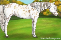 Horse Color:Palomino Onyx Sabino Near Leopard 