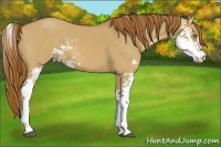 Horse Color:Red Dun Sabino