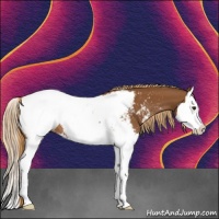 Horse Color:Chestnut Splash Near Fewspot