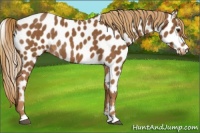 Horse Color:Chestnut Appaloosa Rabicano 