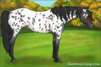 Horse Color:Brown Roan Appaloosa 