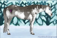 Horse Color:White Spotted Smoky Black Splash 