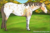 Horse Color:Nacre White Spotted Buckskin Appaloosa