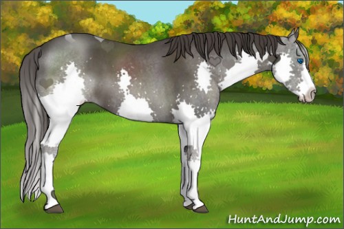 Horse Color:Smoky Blue Roan Splash