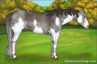 Horse Color:Smoky Blue Roan Splash