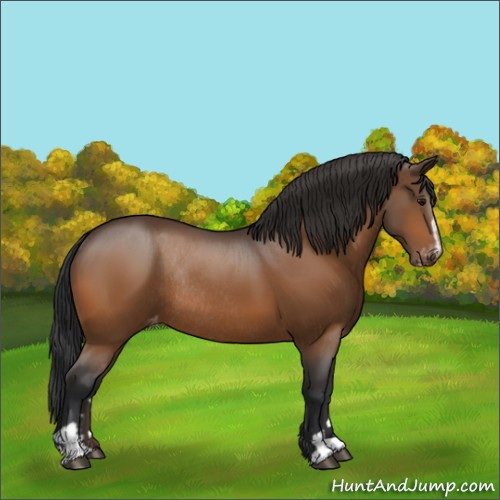 Horse Color:Bay Sabino Varnish Rabicano