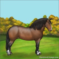 Horse Color:Bay Sabino Varnish Rabicano 